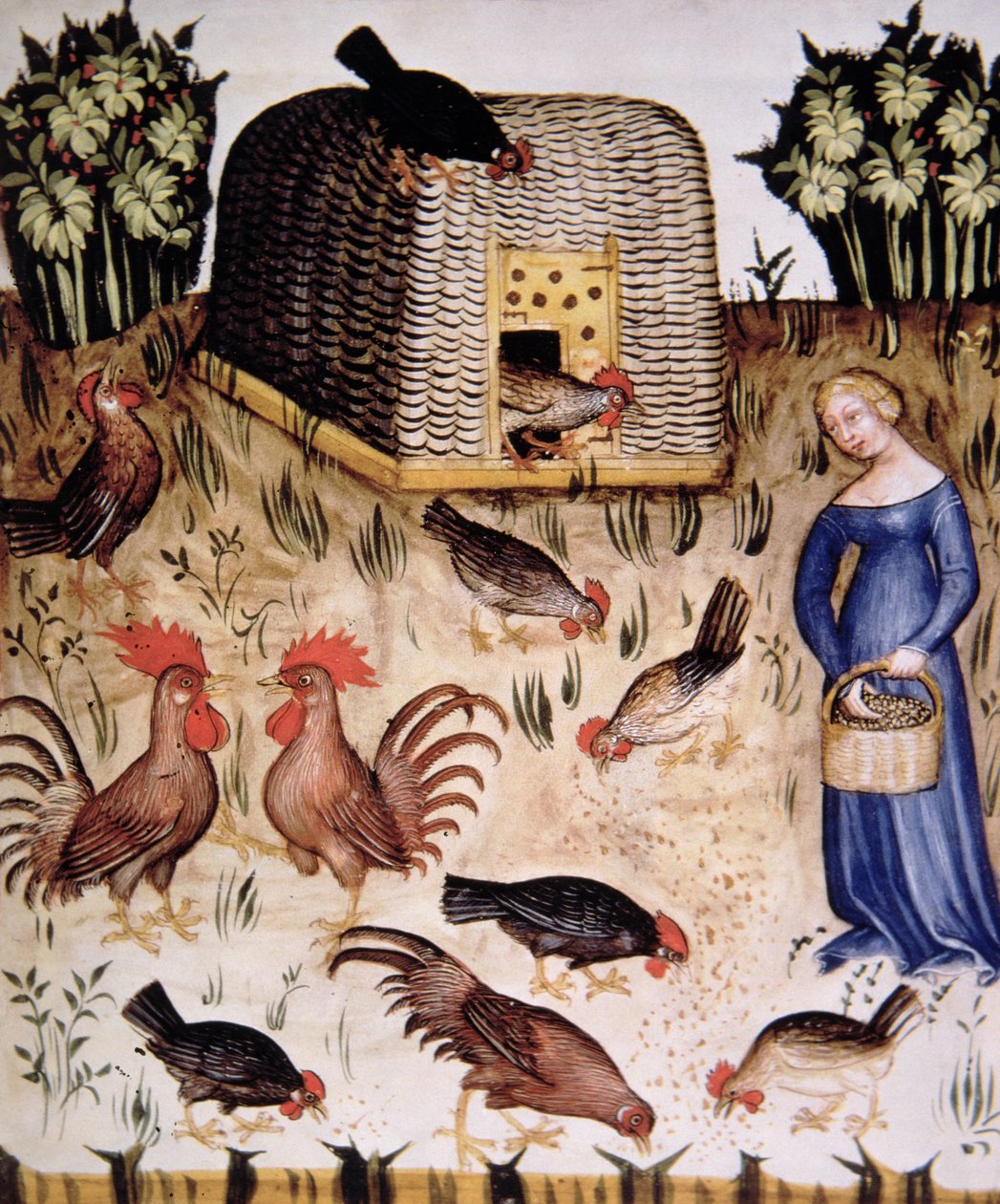 Allevamento di galli, illustrazione dal Tacuinum Sanitatis Codex Vindobonensis da Italian School