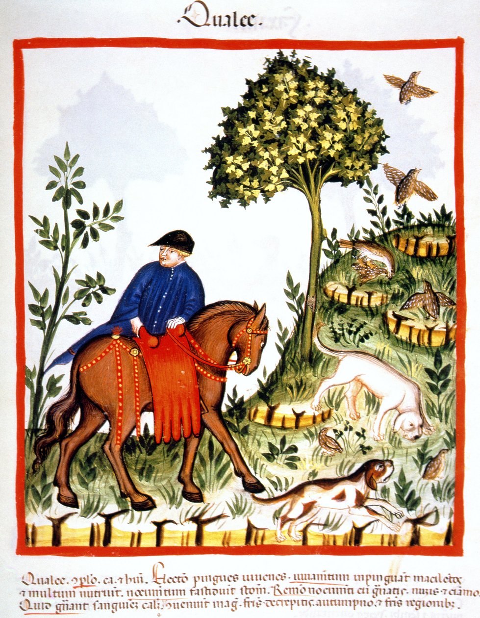 Fol.68r Quaglie, illustrazione dal Tacuinum Sanitatis Codex Vindobonensis da Italian School