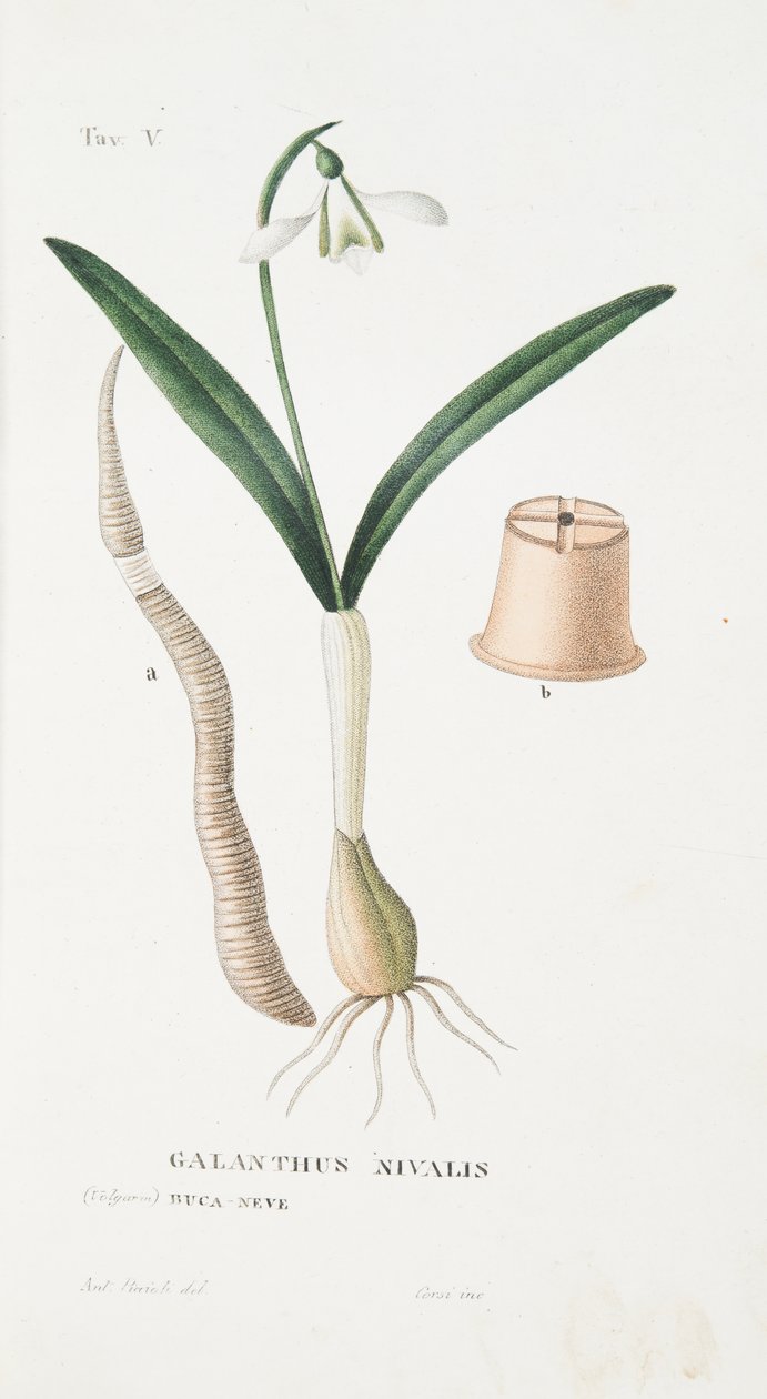 Galanthus Nivalis, Tavola V, da L