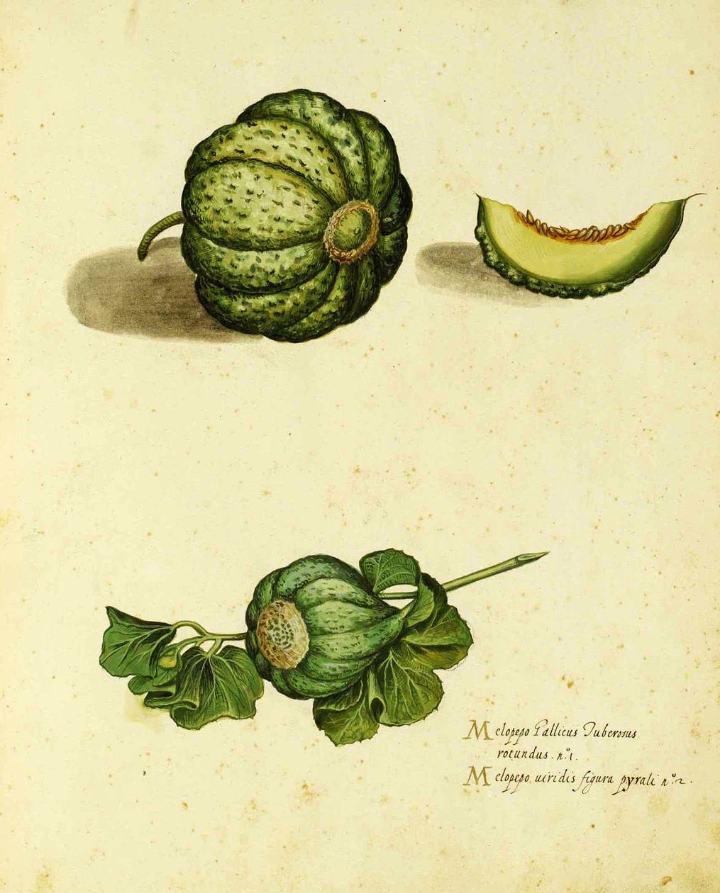 Zucca antica di Ulisse Aldrovandi, pubblicata in Piante Fiori Frutti da Italian School