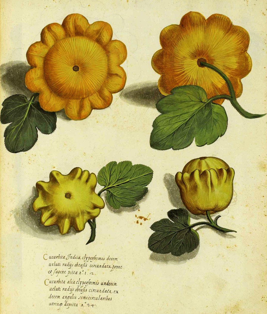 Zucca antica di Ulisse Aldrovandi, pubblicata in Piante Fiori Frutti da Italian School