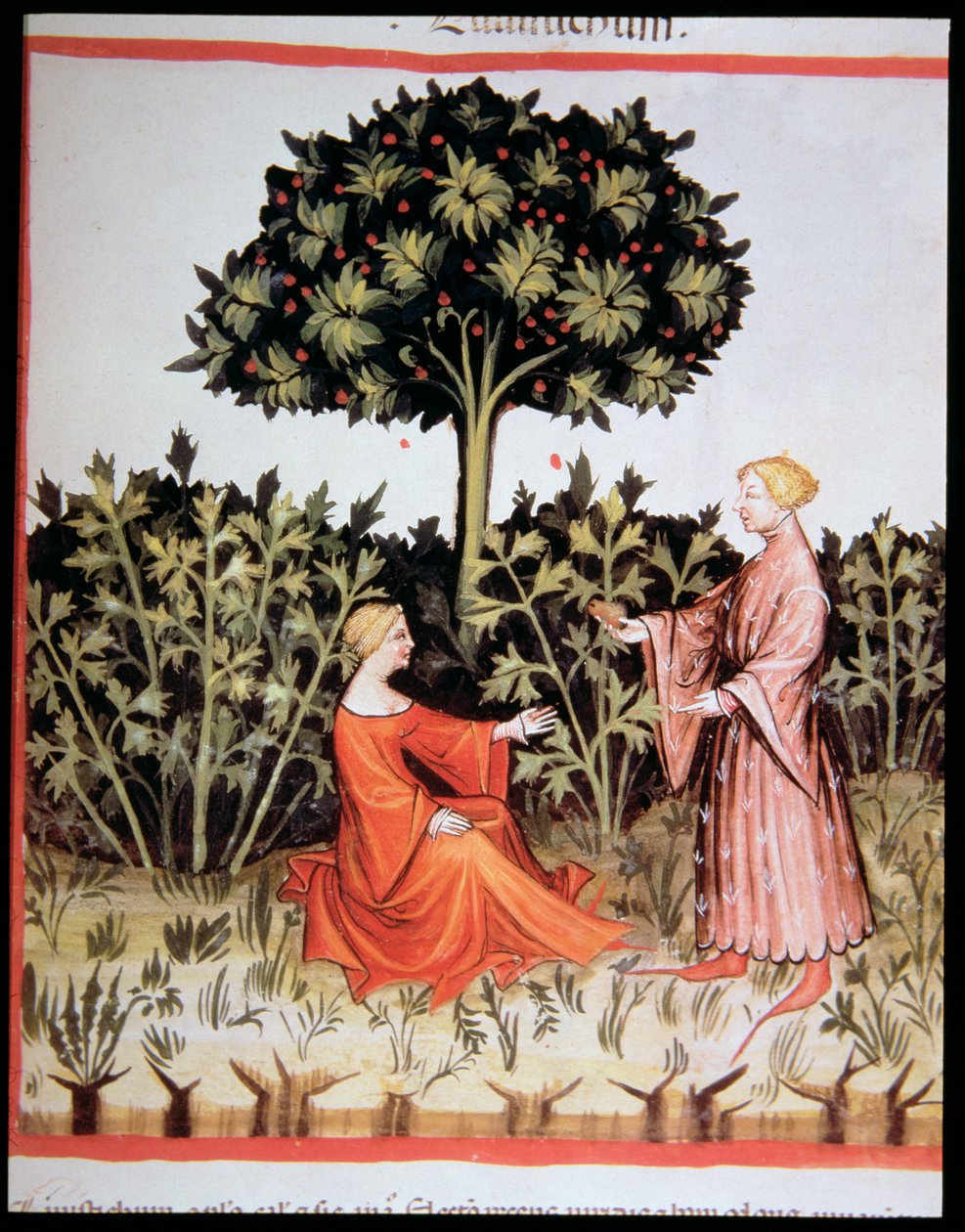 Nova 2644 fol. 36r Raccolta di sedano rapa, dal Tacuinum Sanitatis Codex Vindobonensis da Italian School