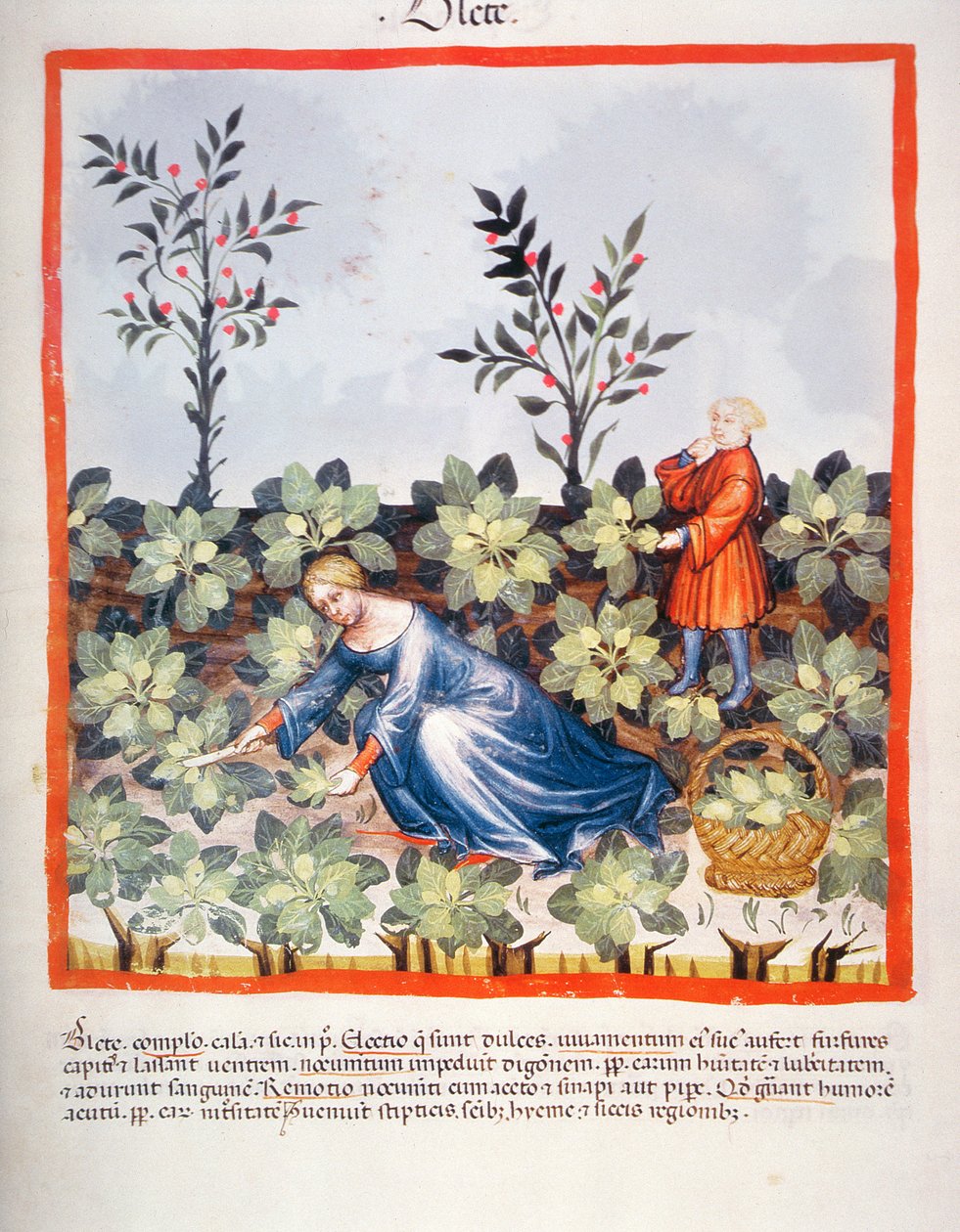 Raccolta di foglie cinesi, dal Tacuinum Sanitatis da Italian School