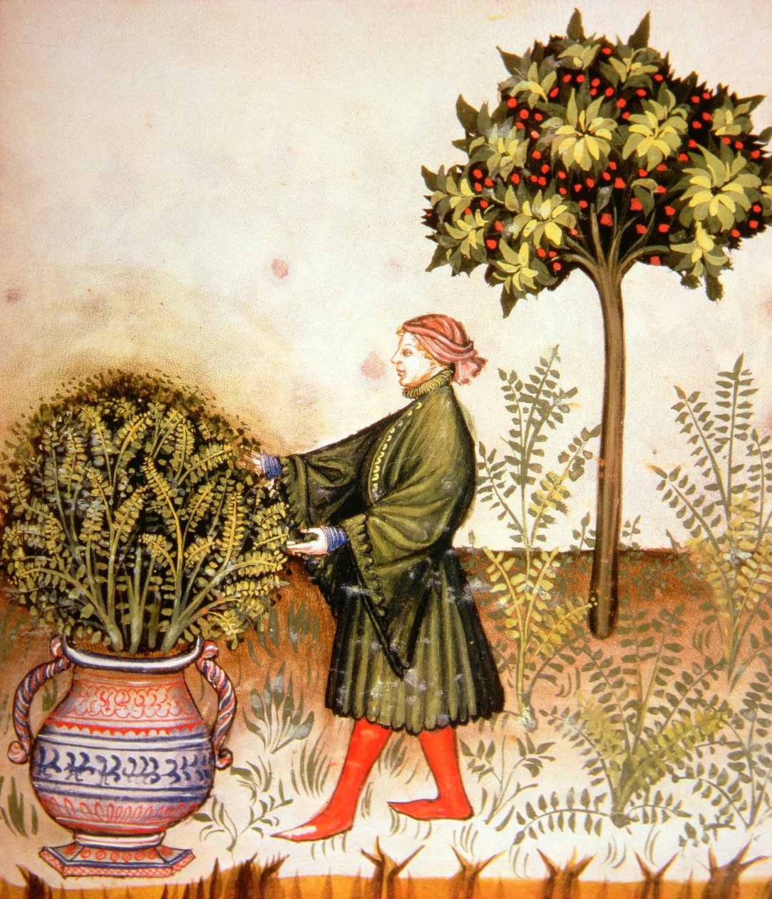 Nova 2644 fol.31r Taglio del Basilico, da Tacuinum Sanitatis da Italian School