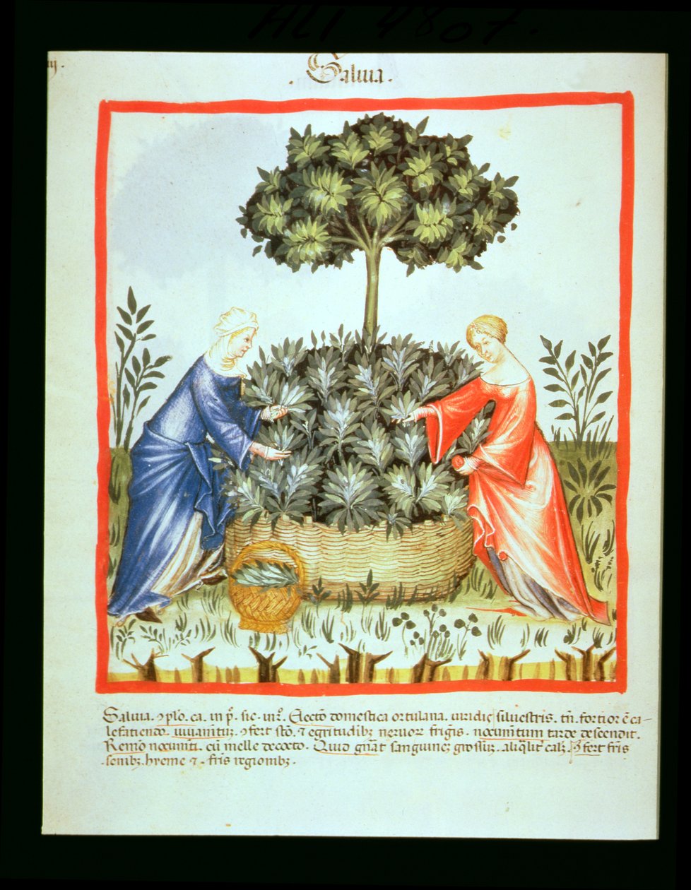 Nova 2644 fol.37v Taglio della salvia, da Tacuinum Sanitatis da Italian School