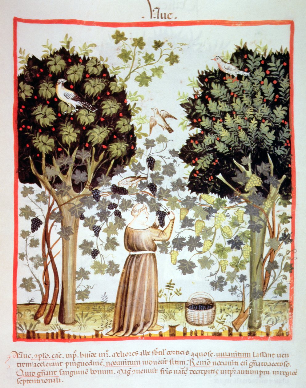 Nova 2644 fol.5r Raccolta di uva, Tacuinum Sanitatis da Italian School