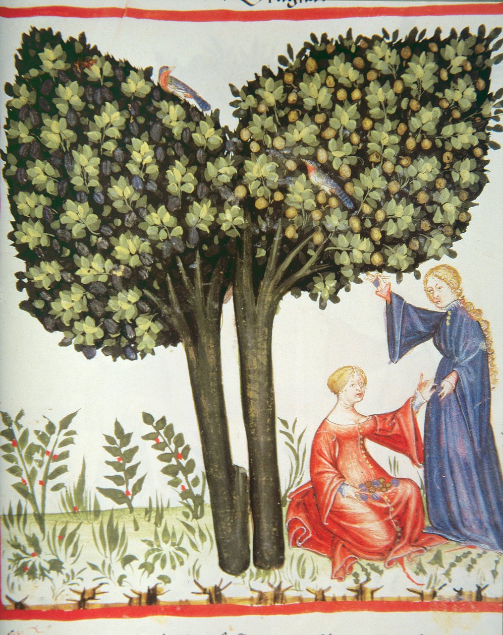 Nova 2644 fol.6r Raccolta di prugne, Tacuinum Sanitatis Codex Vindobonensis da Italian School