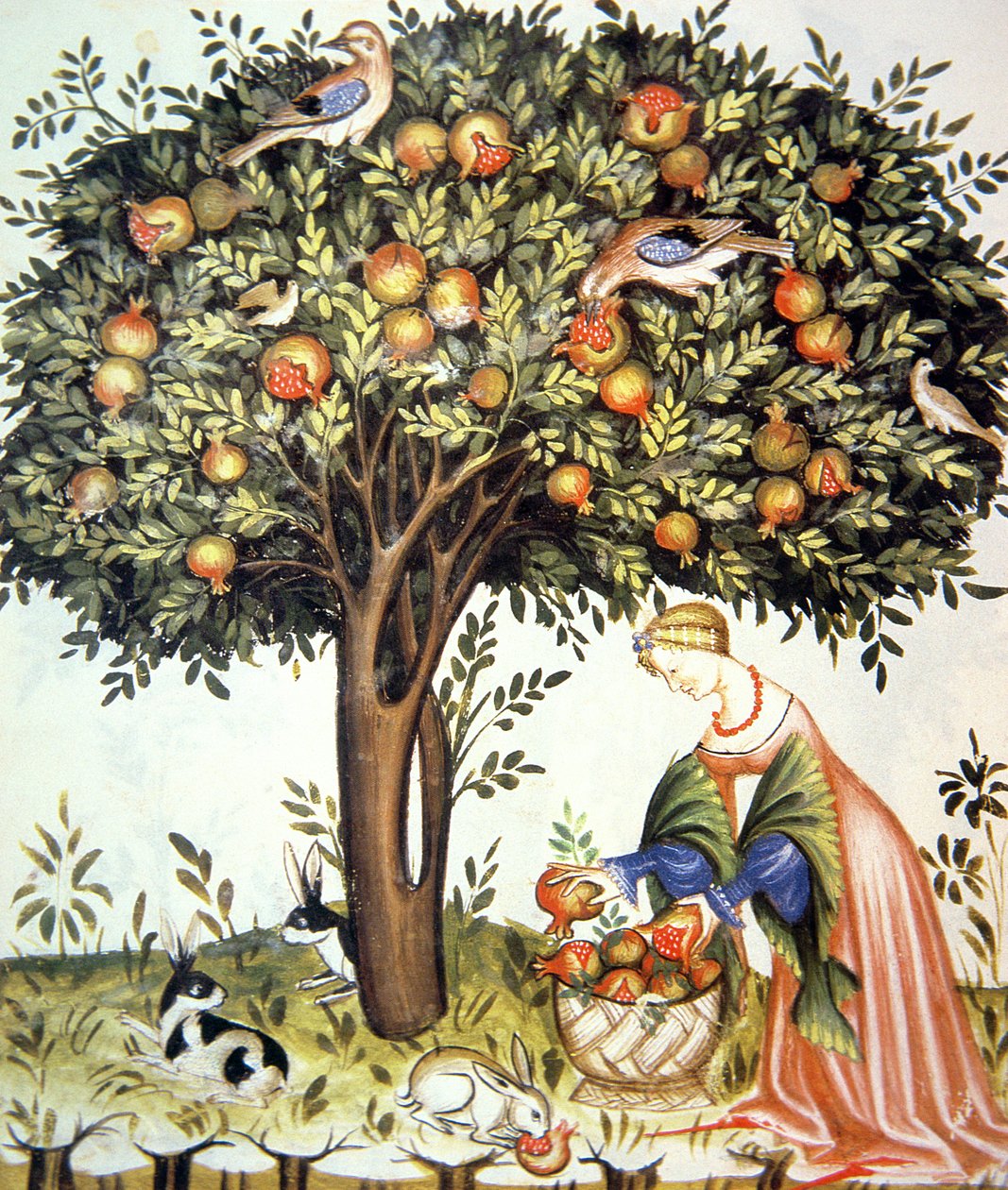 Nova 2644 fol.7v Raccolta di melograni amari, da Tacuinum Sanitatis da Italian School