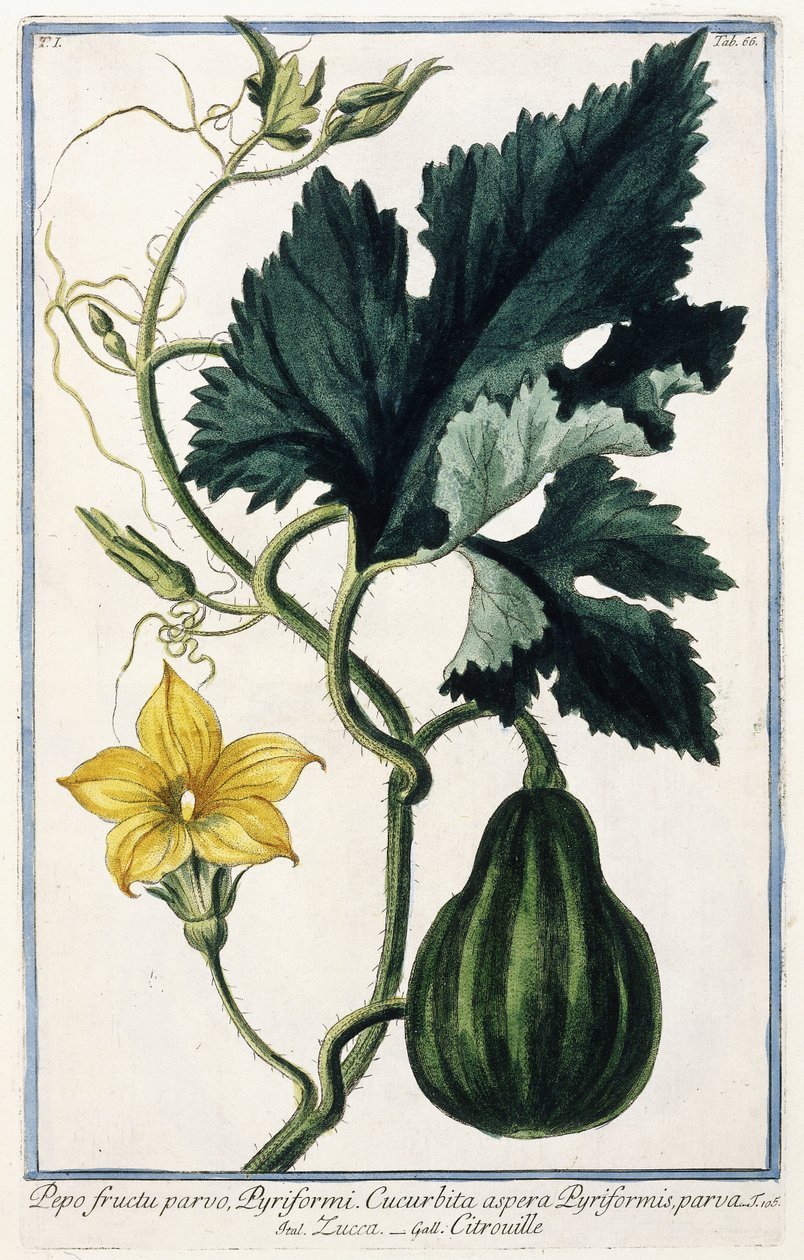 Una zucca, 1772-1784 da Italian School
