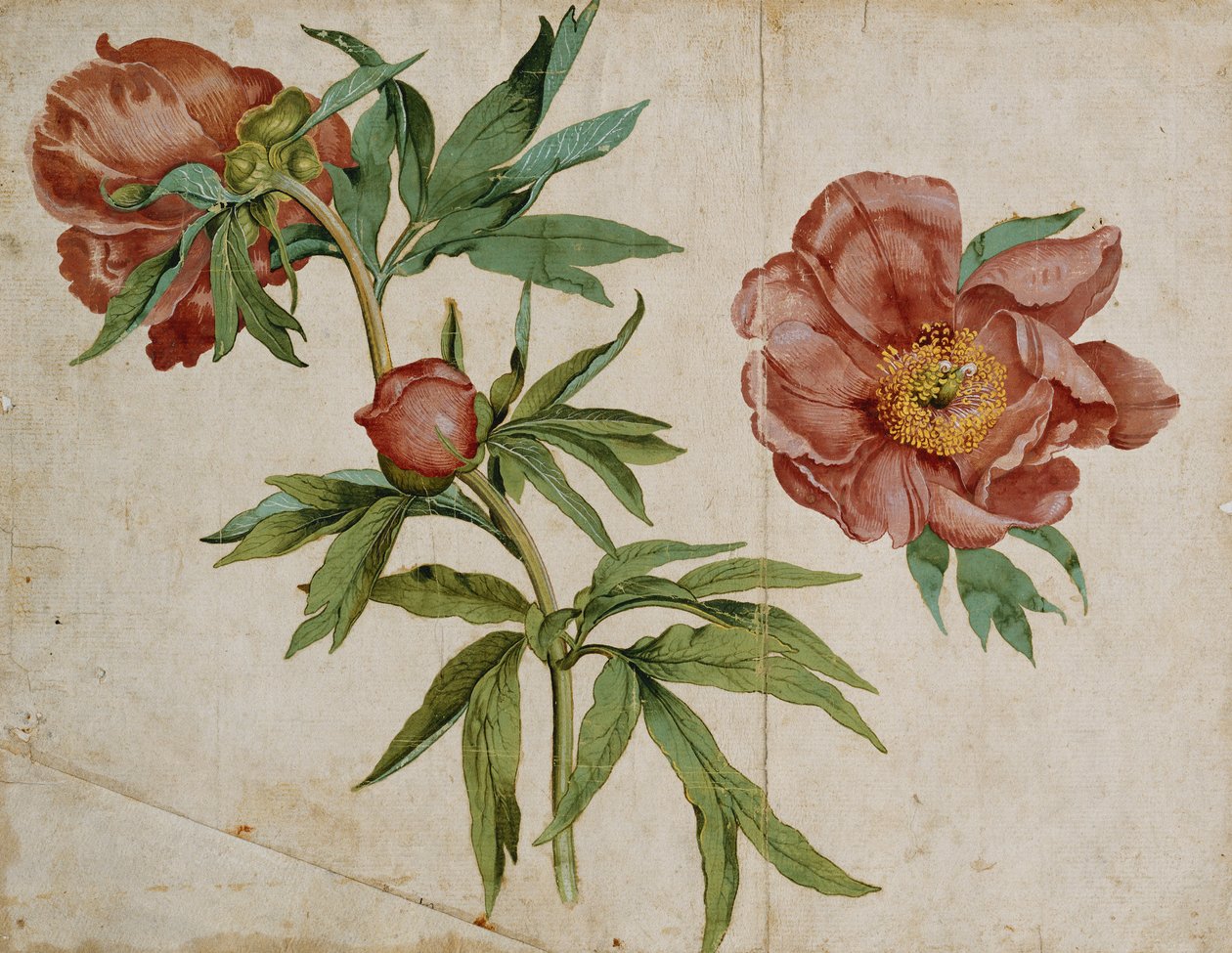 Studio di peonie da Italian School