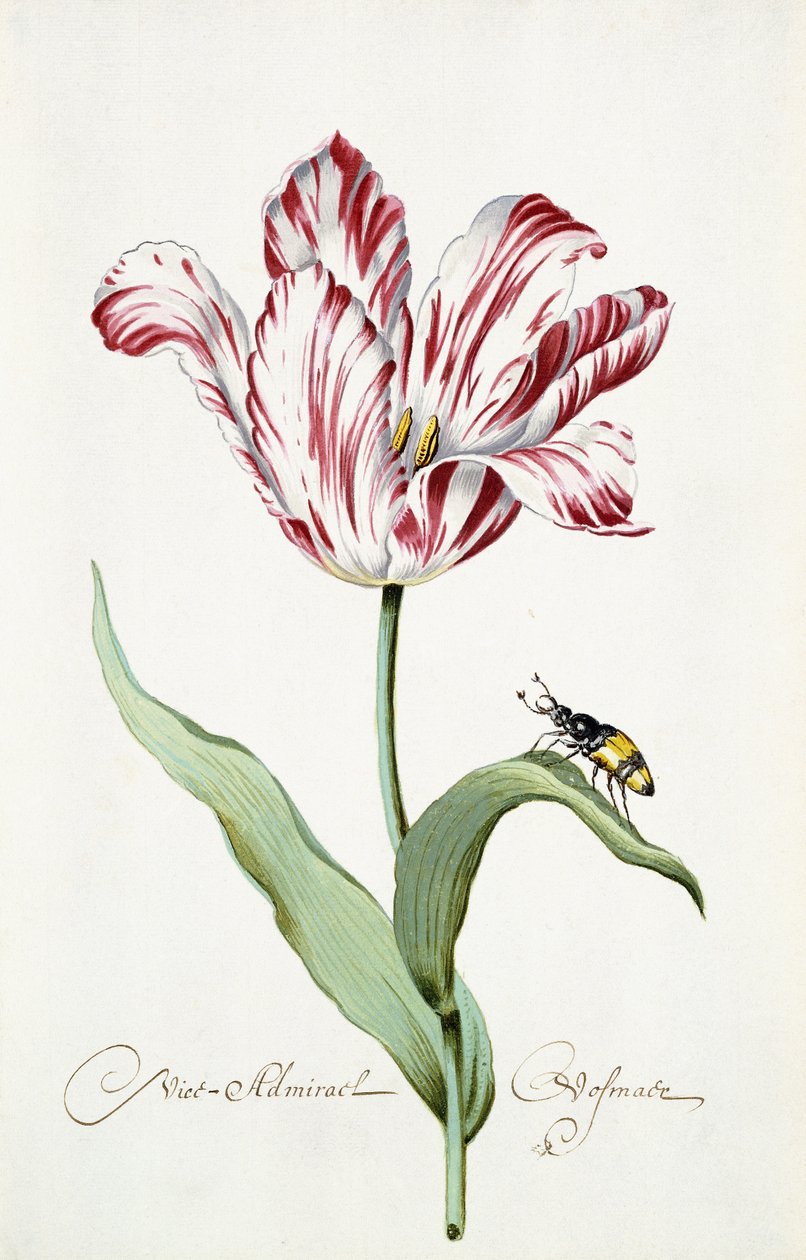 Ammiraglio Tulip da Italian School