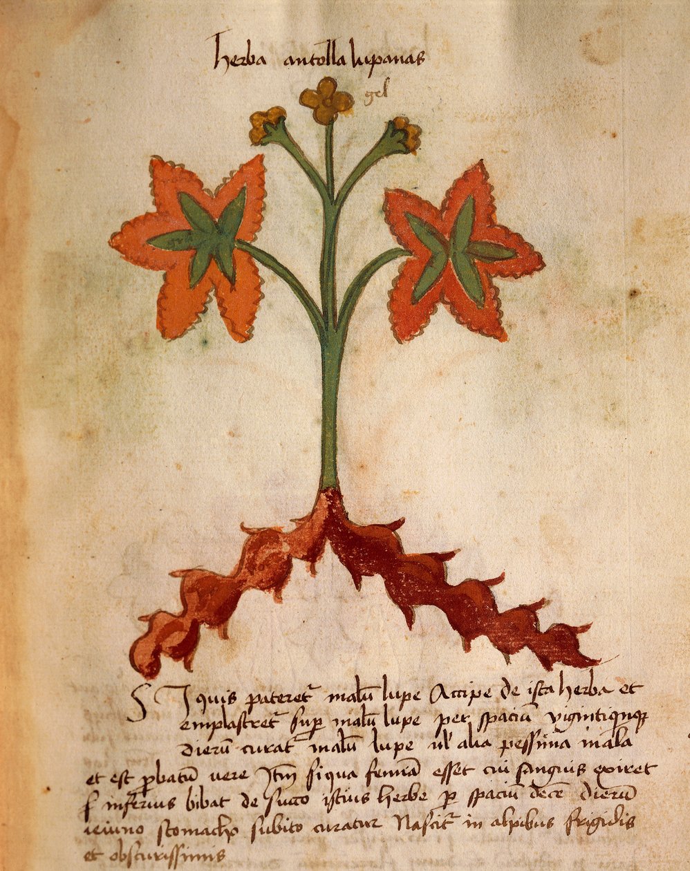 Antollas Lupanas da Italian School