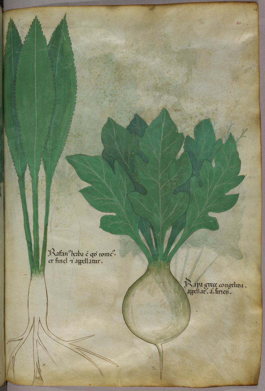 Illustrazione botanica, 1440 circa (inchiostro e colore su pergamena) da Italian School