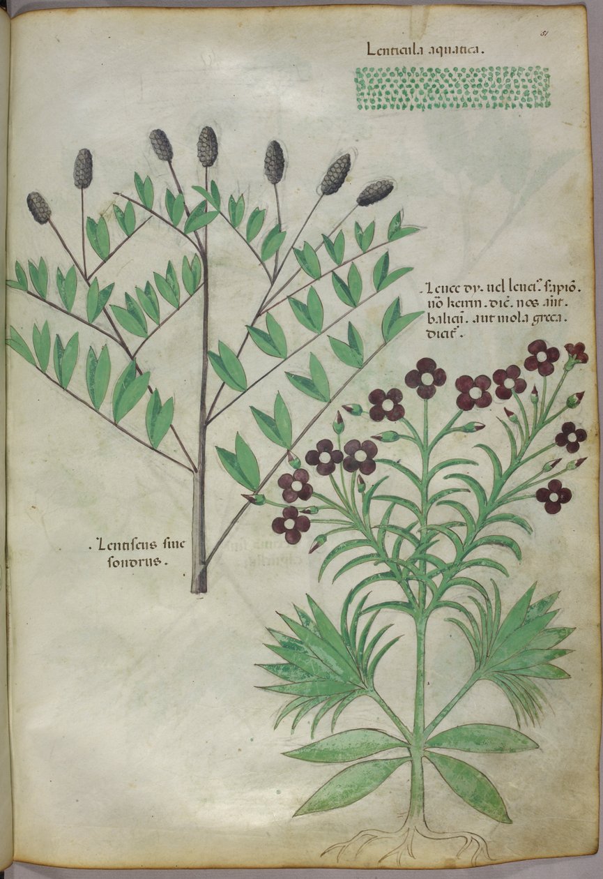 Illustrazione botanica, 1440 circa (inchiostro e colore su pergamena) da Italian School