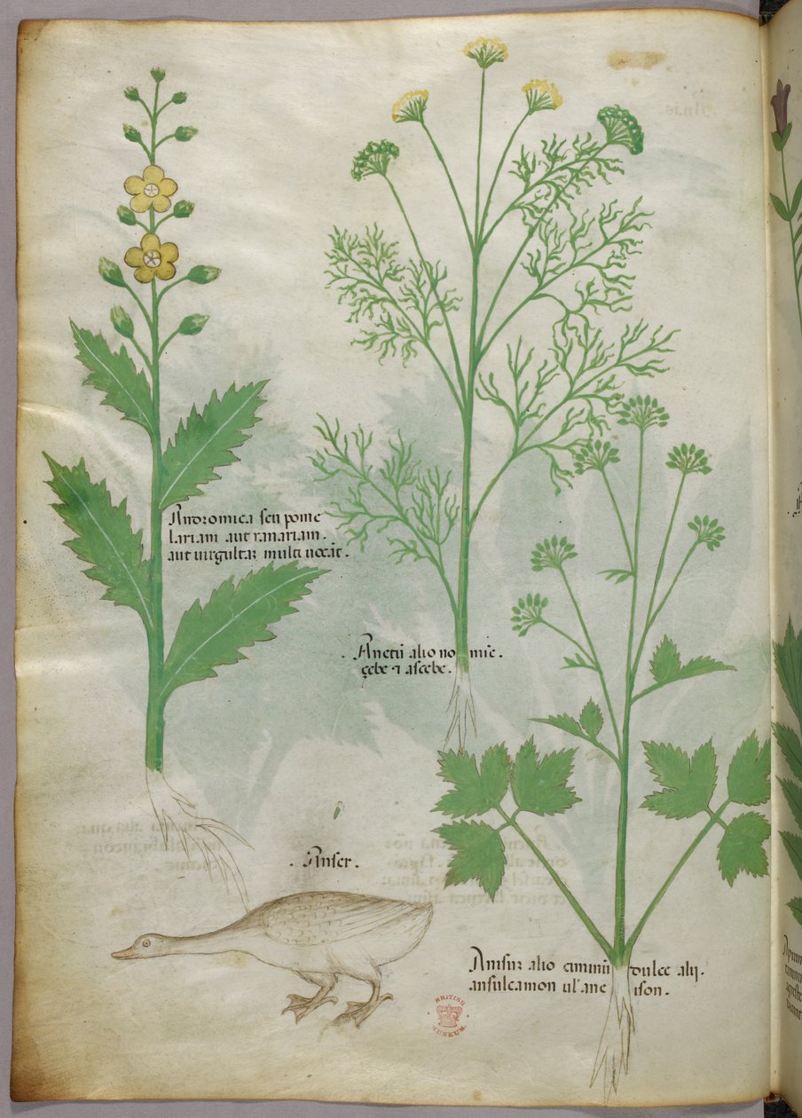 Illustrazione botanica, 1440 circa (inchiostro e colore su pergamena) da Italian School