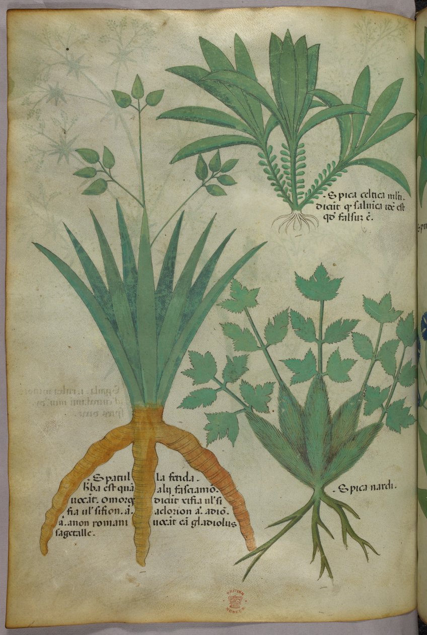 Illustrazione botanica, 1440 circa (inchiostro e colore su pergamena) da Italian School