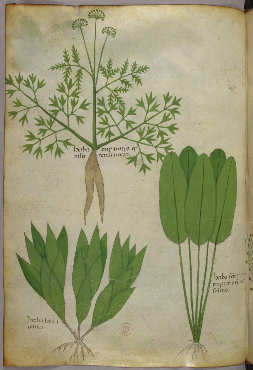 Illustrazione botanica, 1440 circa (inchiostro e colore su pergamena) da Italian School