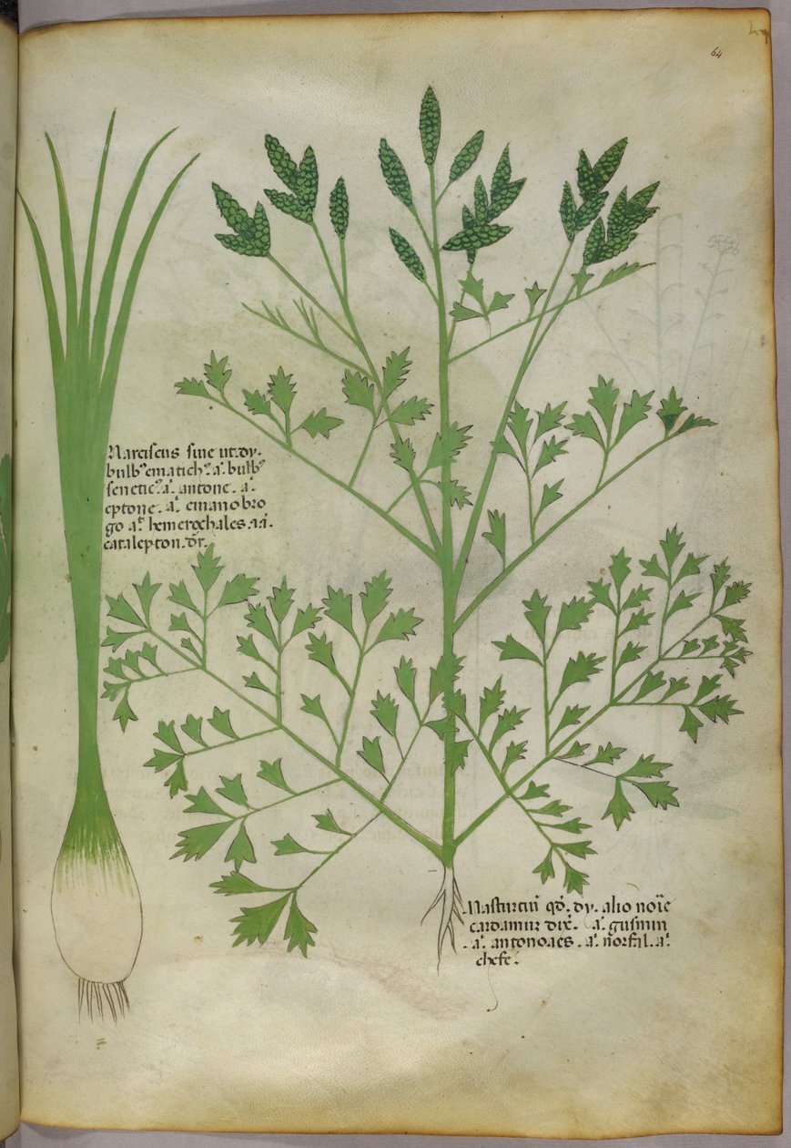 Illustrazione botanica, 1440 circa (inchiostro e colore su pergamena) da Italian School