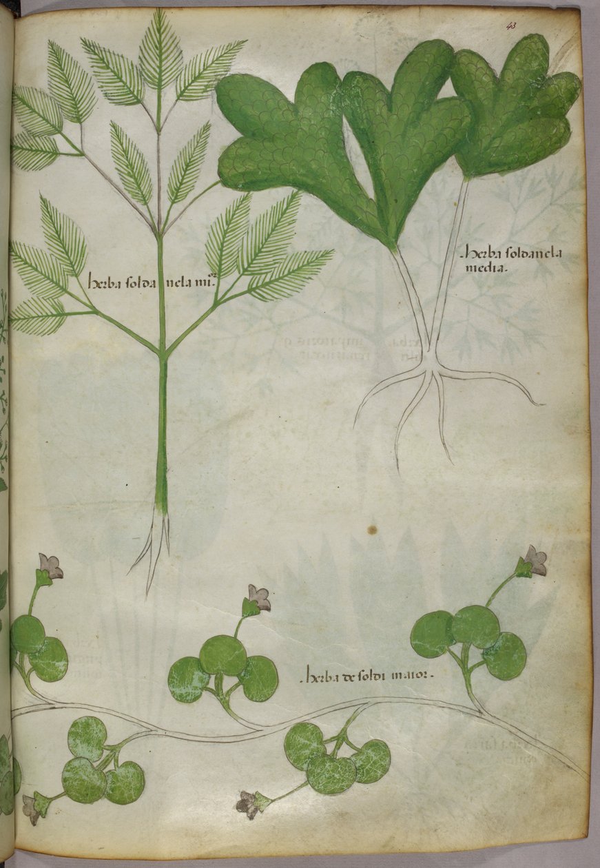 Illustrazione botanica, 1440 circa (inchiostro e colore su pergamena) da Italian School