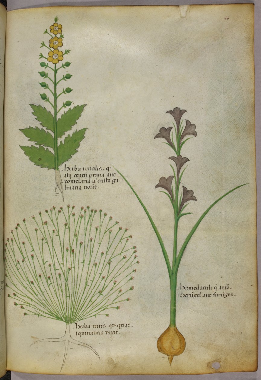Illustrazione botanica, 1440 circa (inchiostro e colore su pergamena) da Italian School