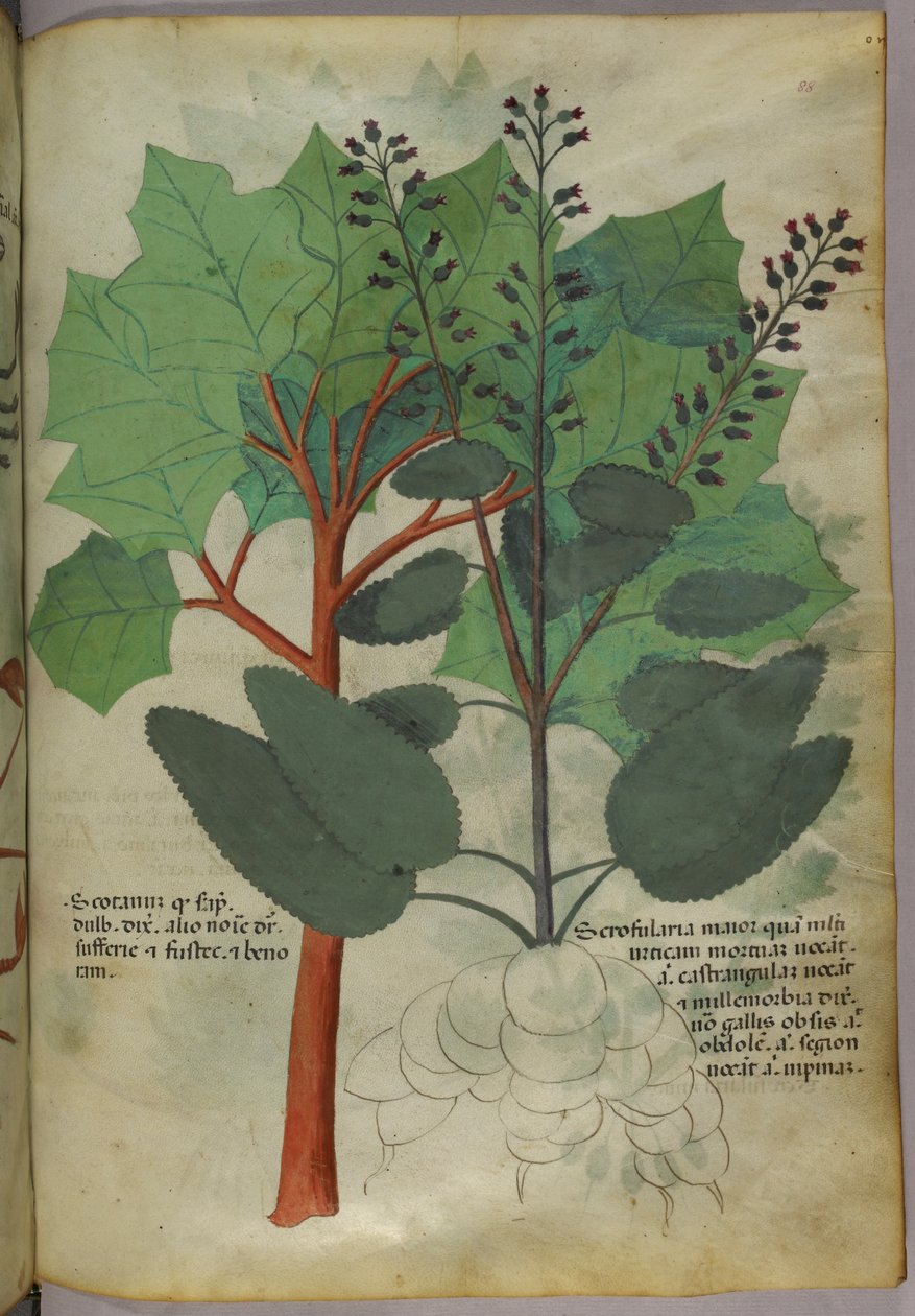 Illustrazione botanica, 1440 circa (inchiostro e colore su pergamena) da Italian School