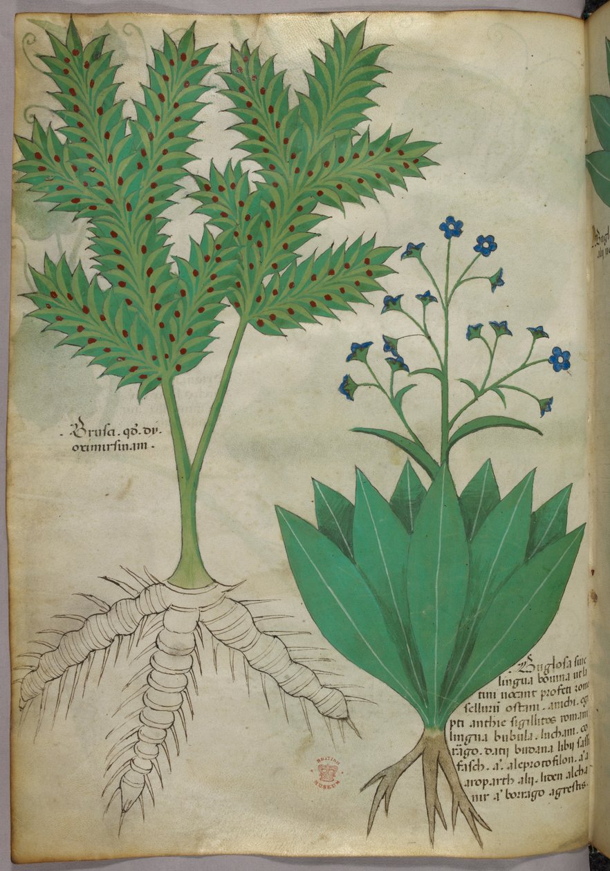 Illustrazione botanica, 1440 circa (inchiostro e colore su pergamena) da Italian School