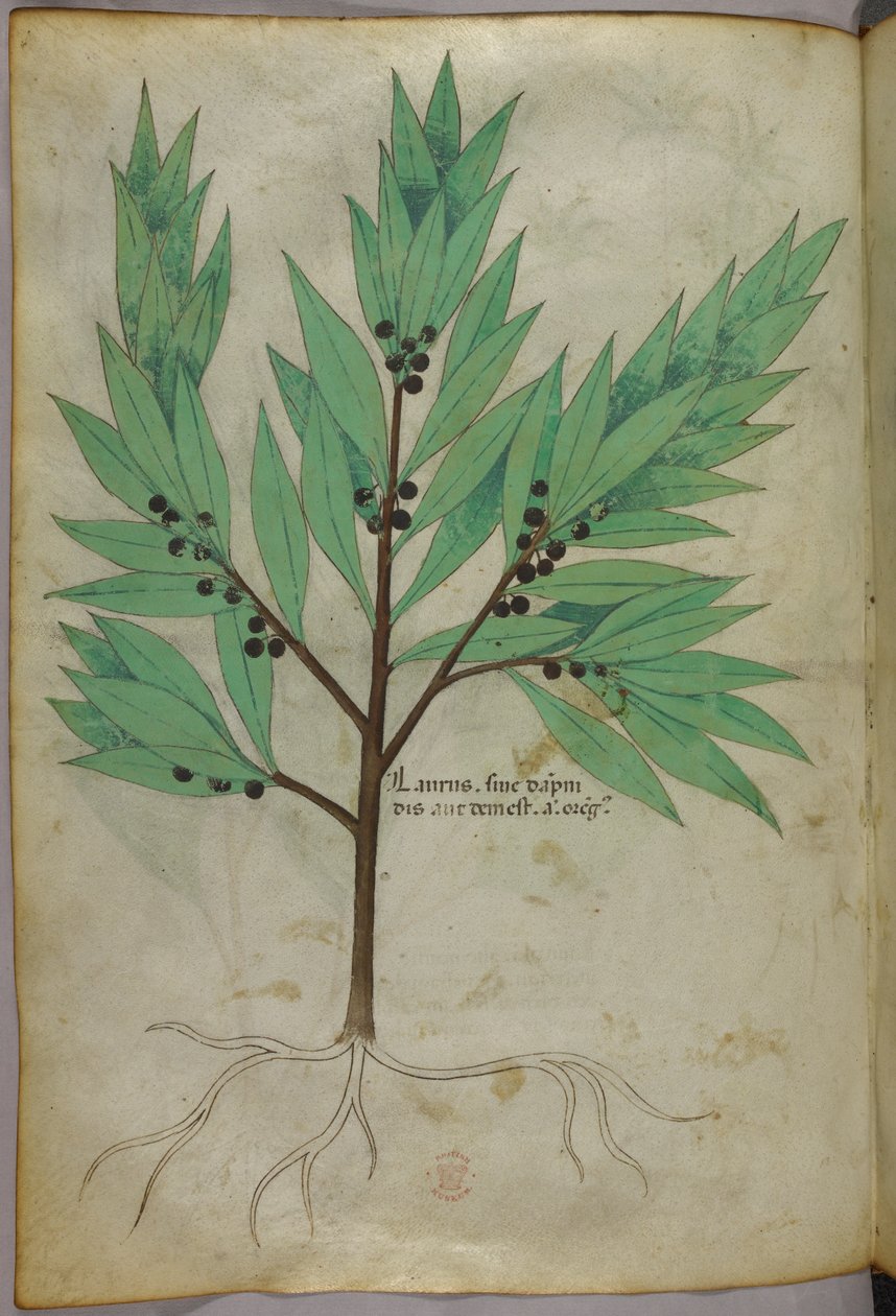 Illustrazione botanica, 1440 circa (inchiostro e colore su pergamena) da Italian School