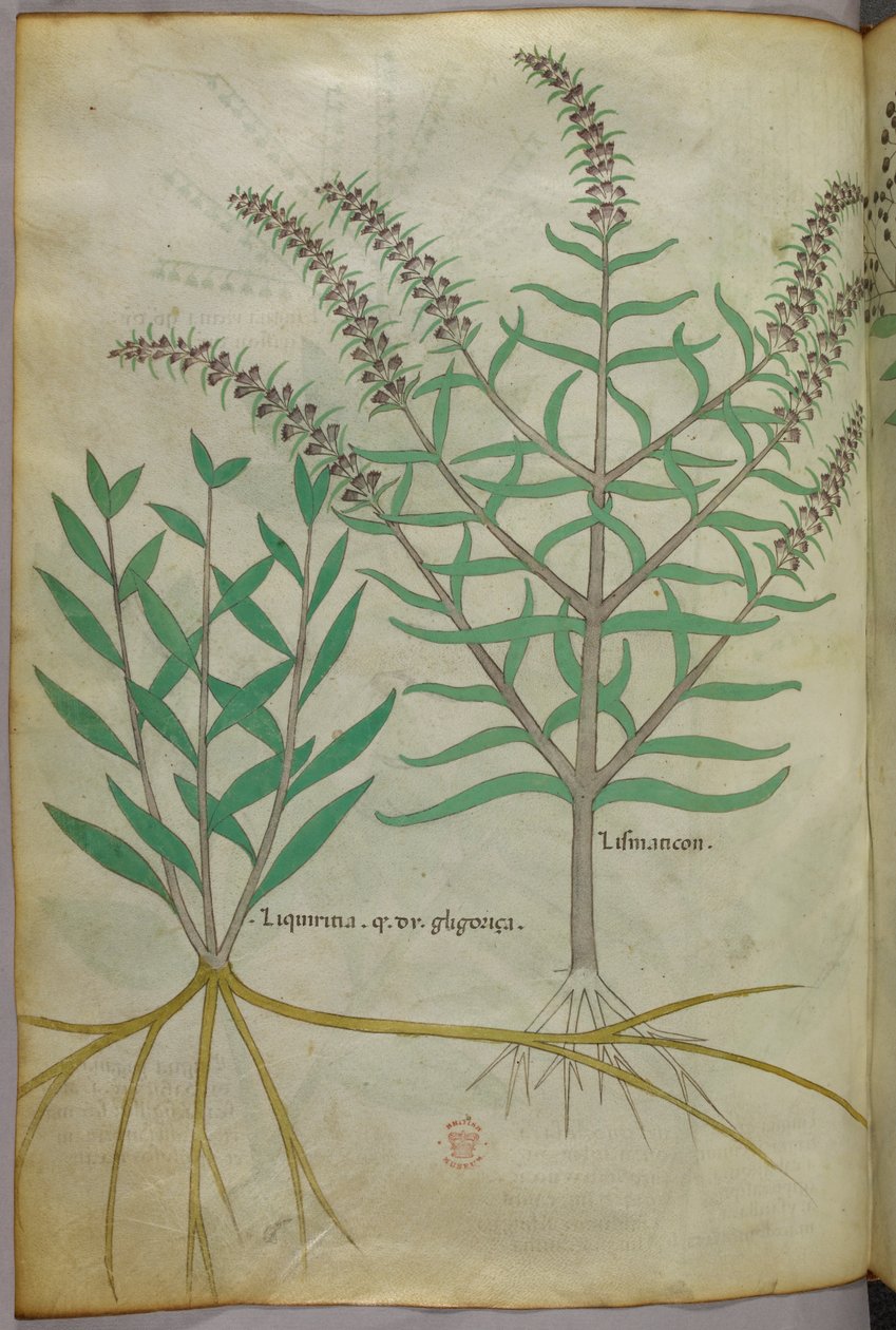 Illustrazione botanica, 1440 circa (inchiostro e colore su pergamena) da Italian School