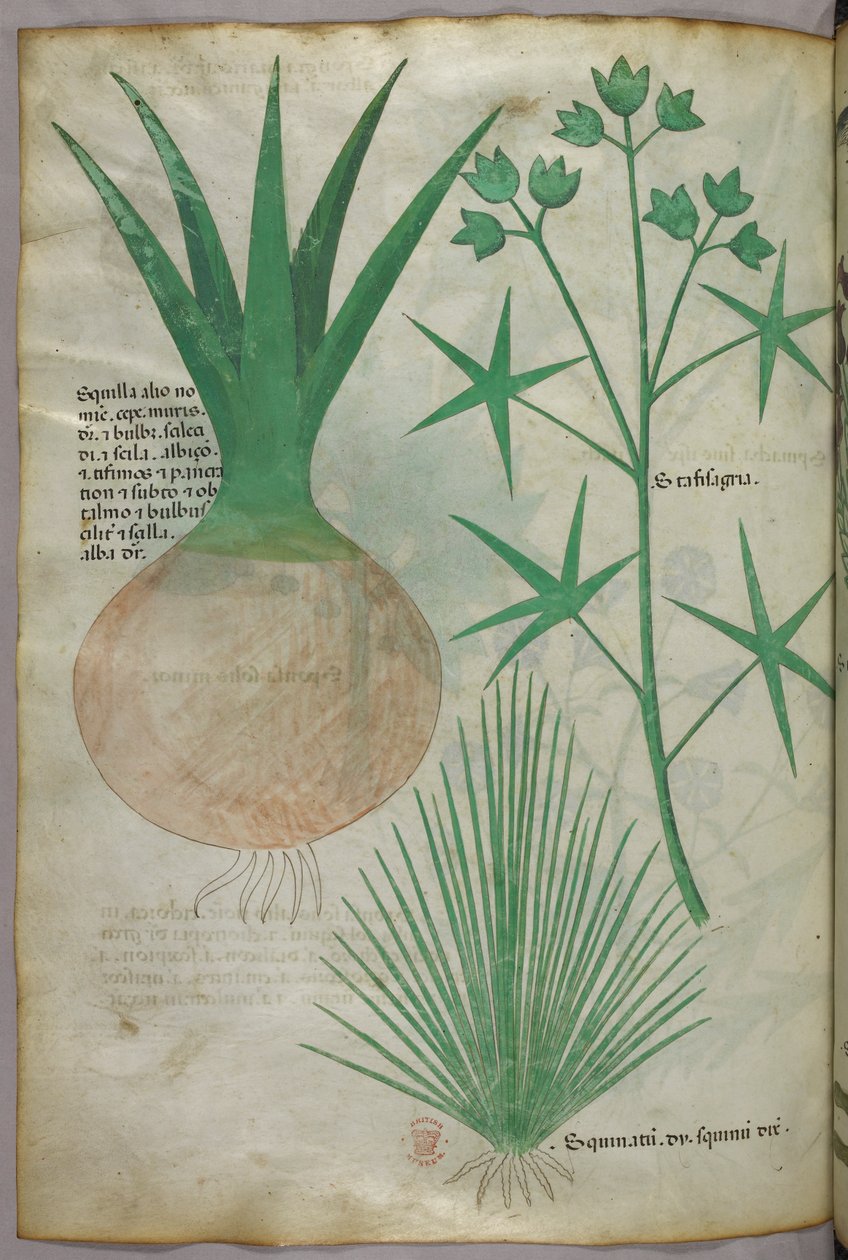 Illustrazione botanica, 1440 circa (inchiostro e colore su pergamena) da Italian School