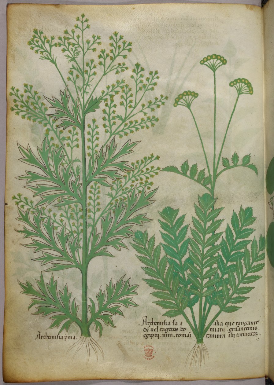 Illustrazione botanica, 1440 circa (inchiostro e colore su pergamena) da Italian School
