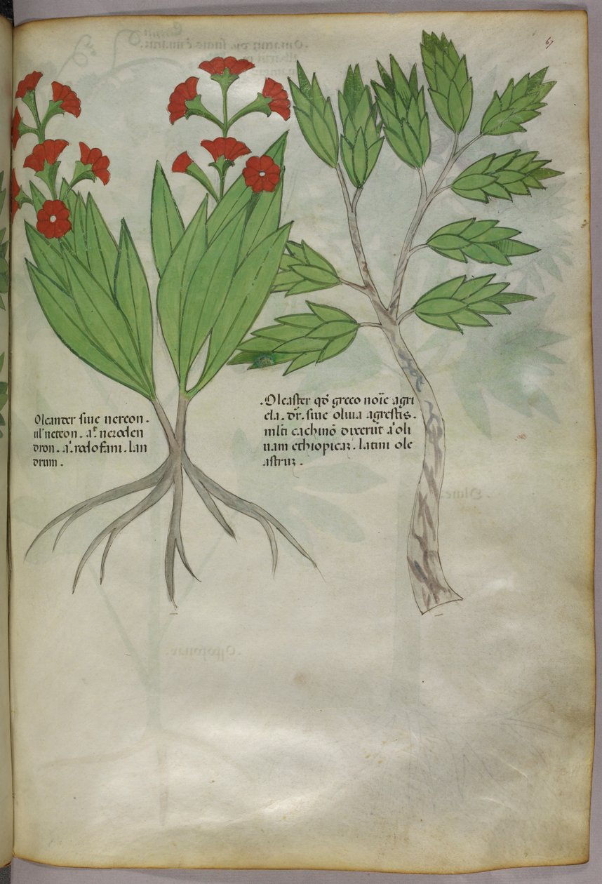 Illustrazione botanica, 1440 circa (inchiostro e colore su pergamena) da Italian School