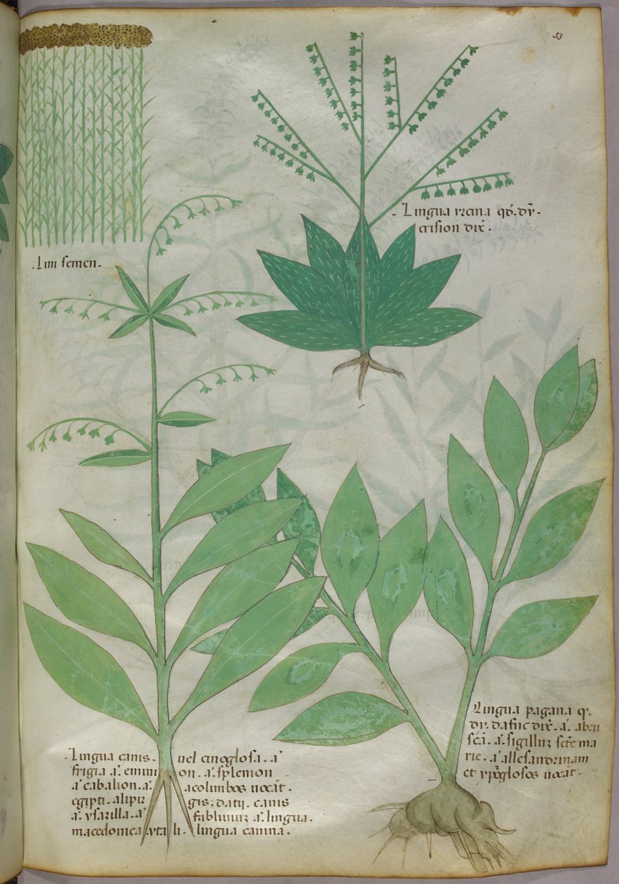 Illustrazione botanica, 1440 circa (inchiostro e colore su pergamena) da Italian School