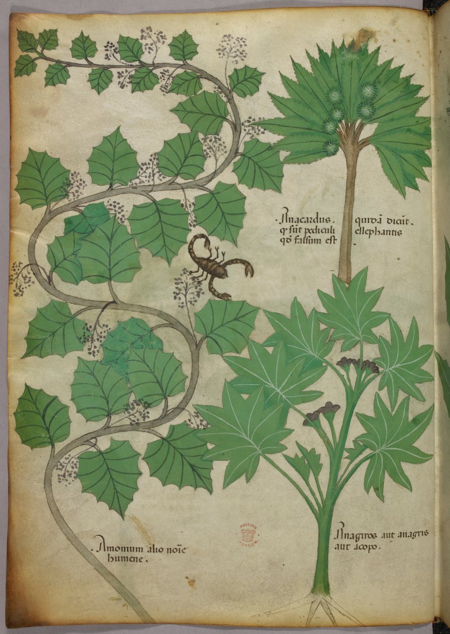 Illustrazione botanica, 1440 circa (inchiostro e colore su pergamena) da Italian School