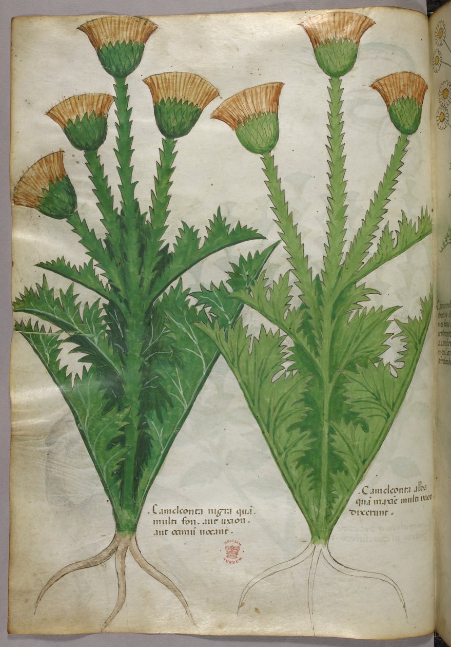 Illustrazione botanica, 1440 circa (inchiostro e colore su pergamena) da Italian School