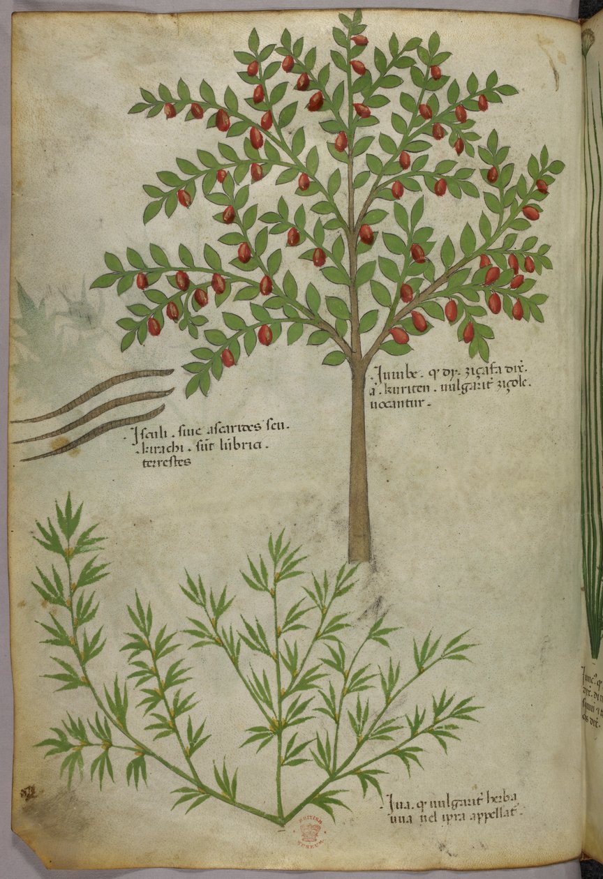 Illustrazione botanica, 1440 circa (inchiostro e colore su pergamena) da Italian School