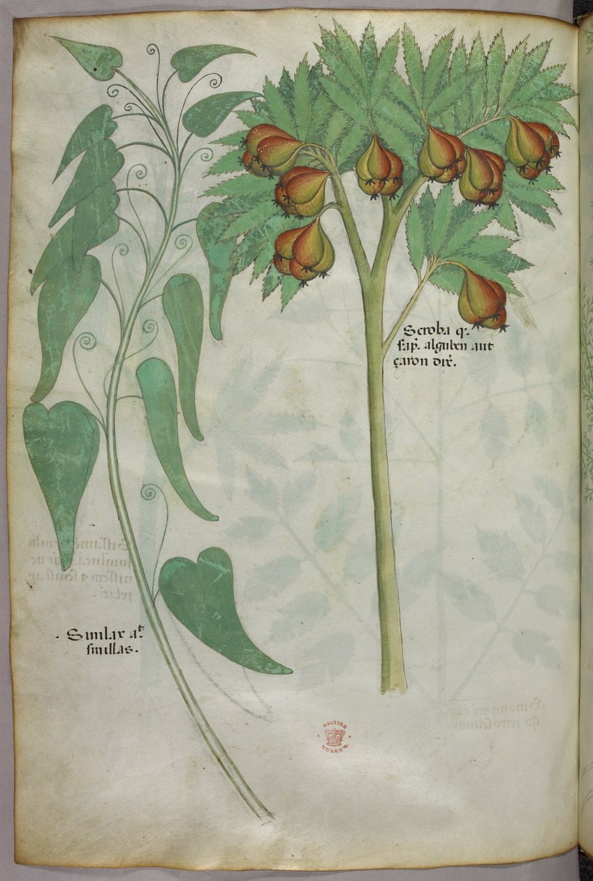 Illustrazione botanica, 1440 circa (inchiostro e colore su pergamena) da Italian School