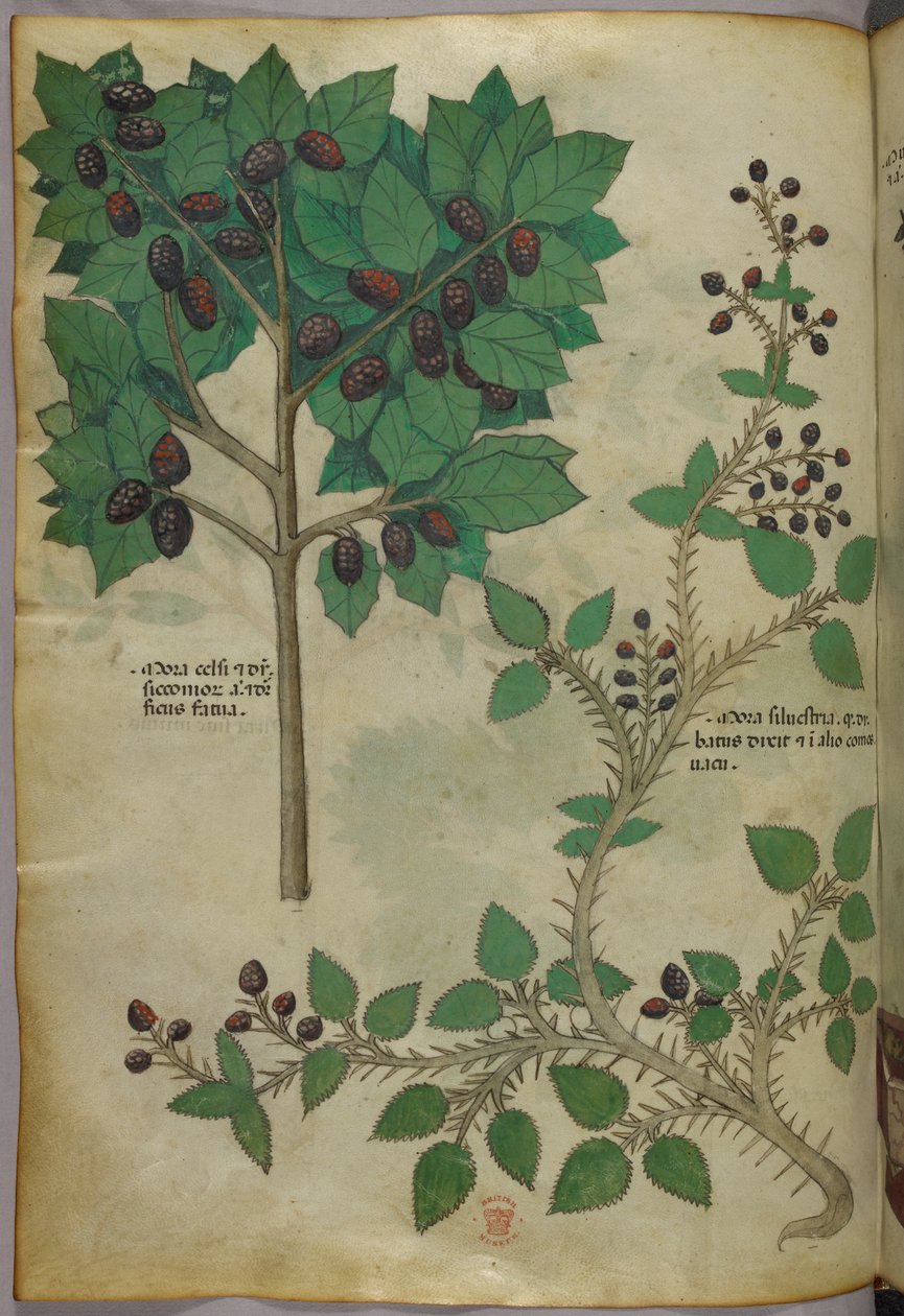 Illustrazione botanica, 1440 circa (inchiostro e colore su pergamena) da Italian School