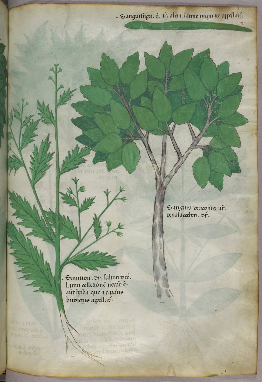 Illustrazione botanica, 1440 circa (inchiostro e colore su pergamena) da Italian School