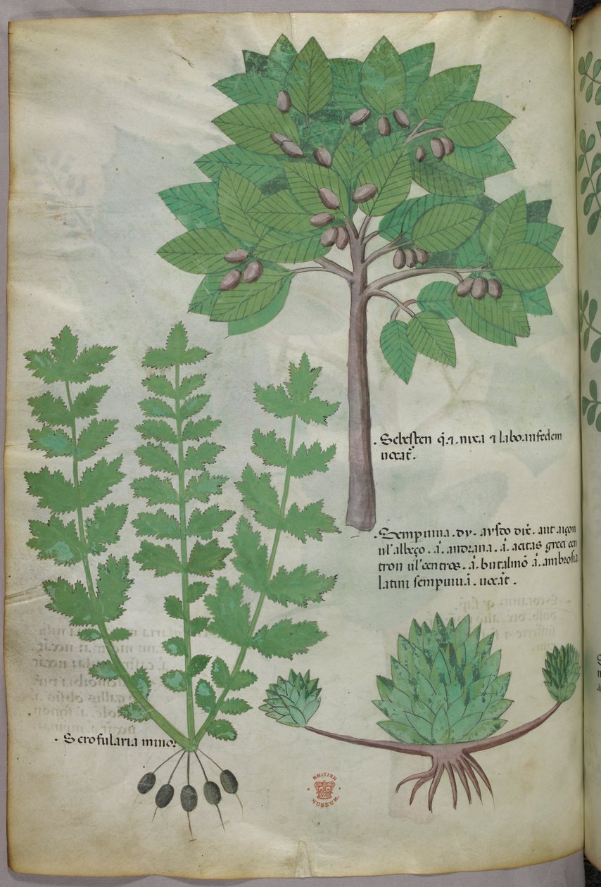 Illustrazione botanica, 1440 circa (inchiostro e colore su pergamena) da Italian School