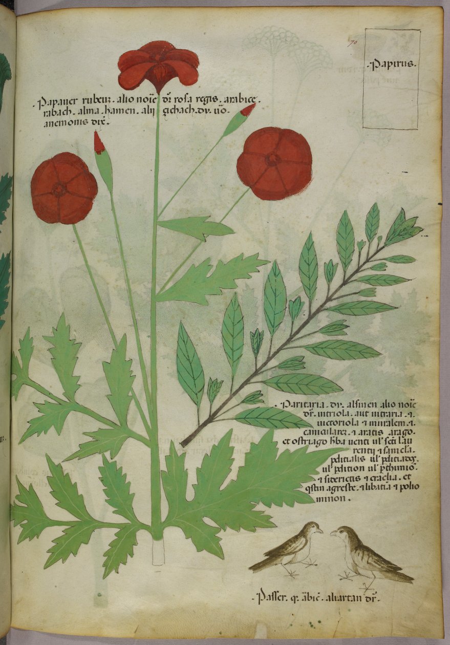 Illustrazione botanica, 1440 circa (inchiostro e colore su pergamena) da Italian School