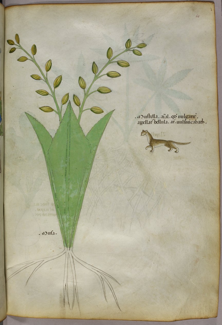 Illustrazione botanica, 1440 circa (inchiostro e colore su pergamena) da Italian School