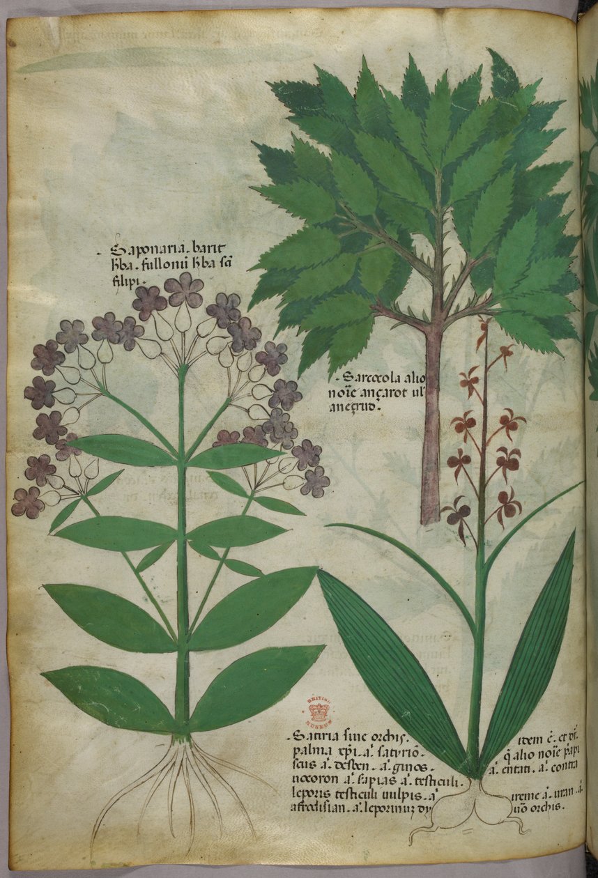 Illustrazione botanica, 1440 circa (inchiostro e colore su pergamena) da Italian School