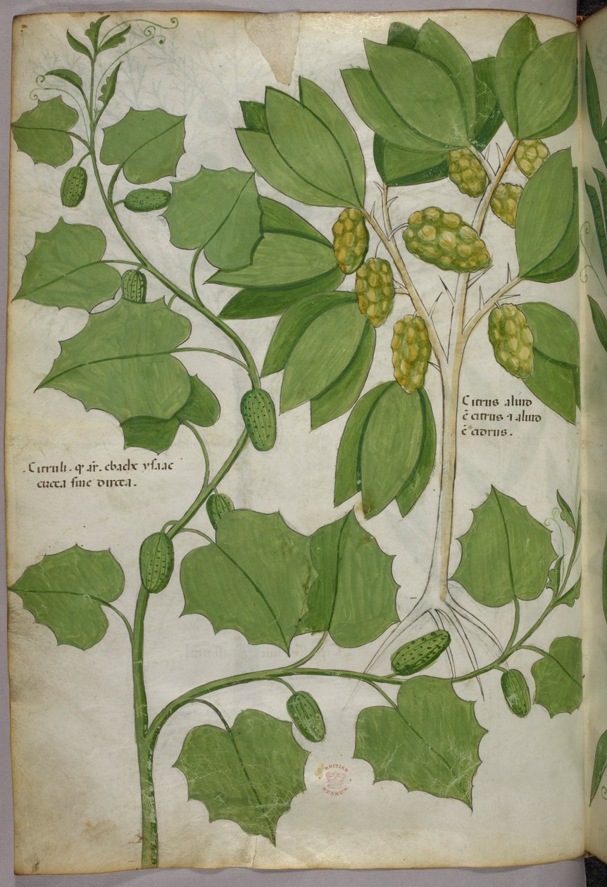 Illustrazione botanica, 1440 circa (inchiostro e colore su pergamena) da Italian School