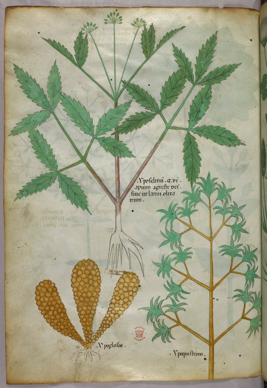 Illustrazione botanica, 1440 circa (inchiostro e colore su pergamena) da Italian School