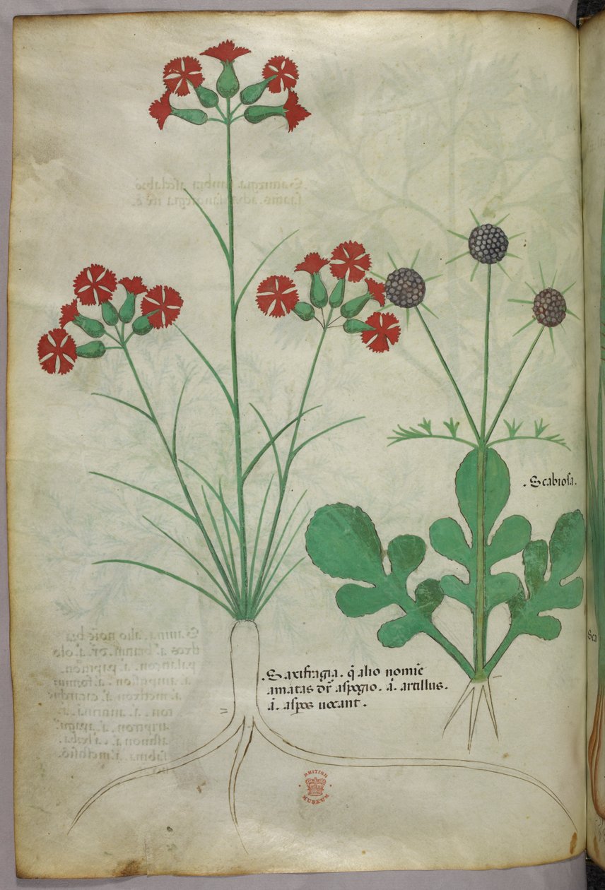 Illustrazione botanica, 1440 circa (inchiostro e colore su pergamena) da Italian School