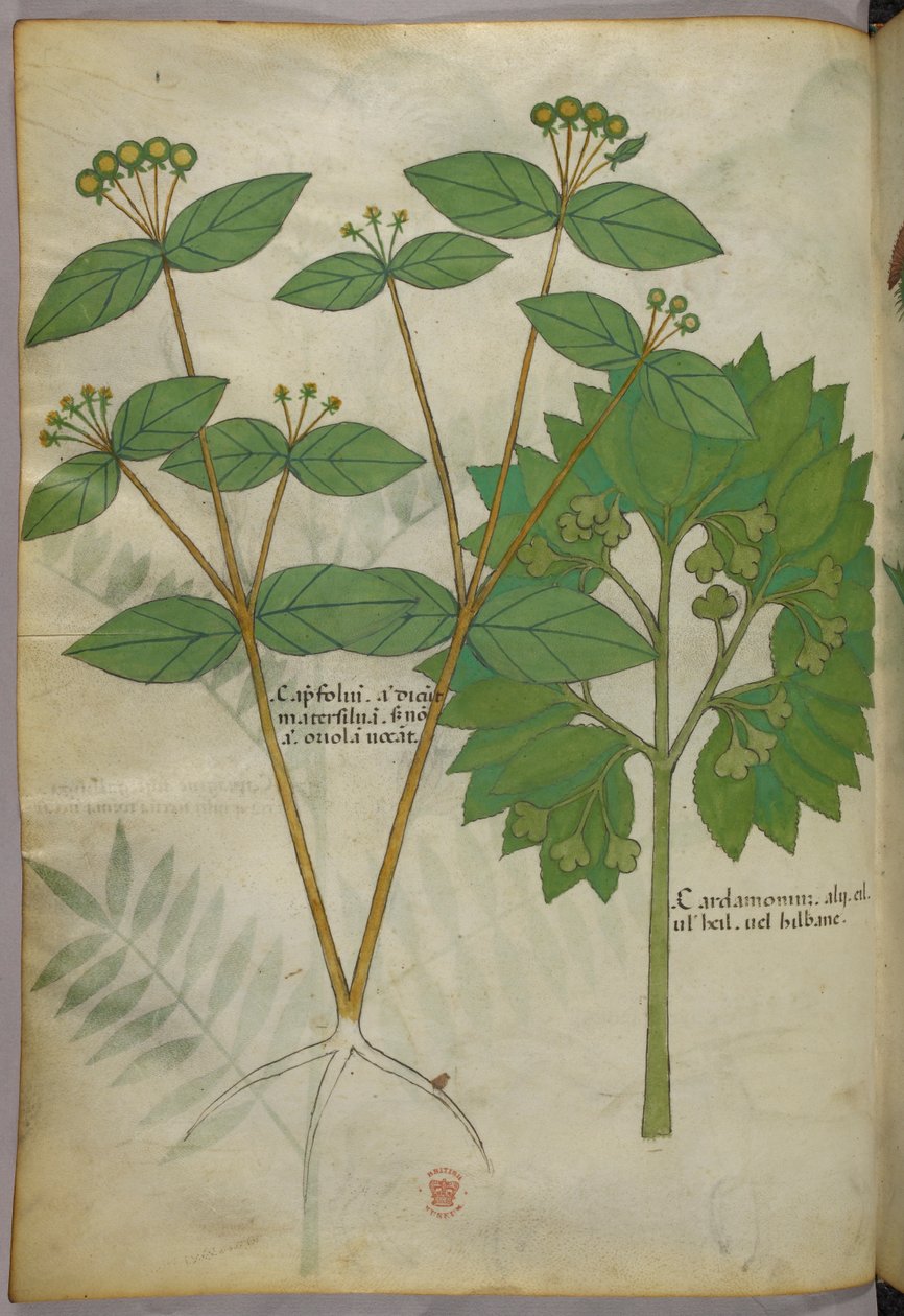 Illustrazione botanica, 1440 circa (inchiostro e colore su pergamena) da Italian School