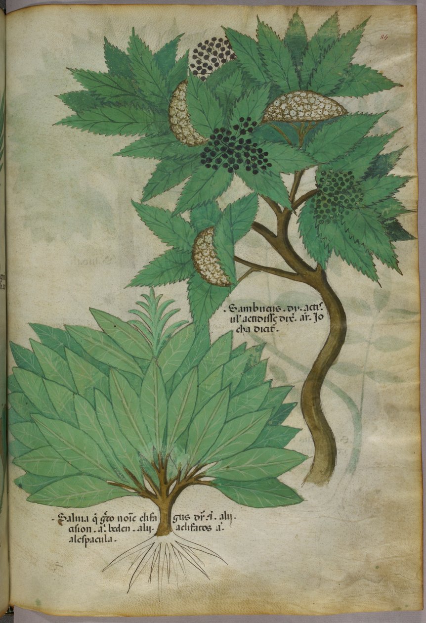 Illustrazione botanica, 1440 circa (inchiostro e colore su pergamena) da Italian School
