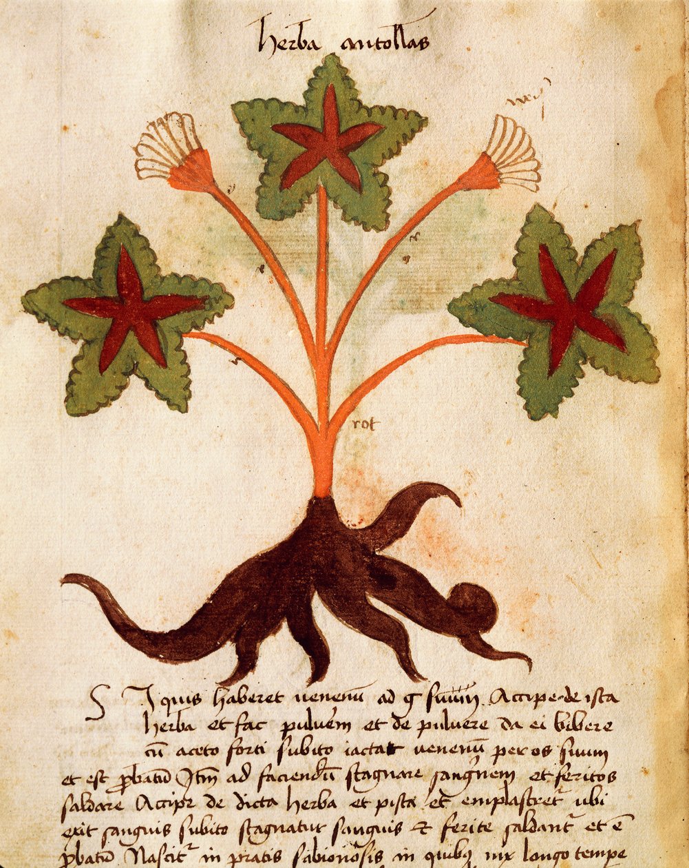Herba Antollas da Italian School