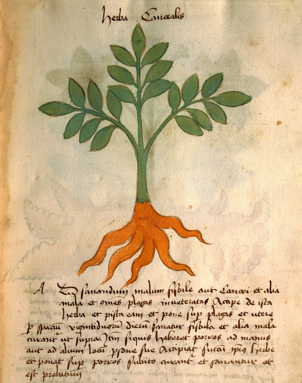 Herba Cancealis da Italian School