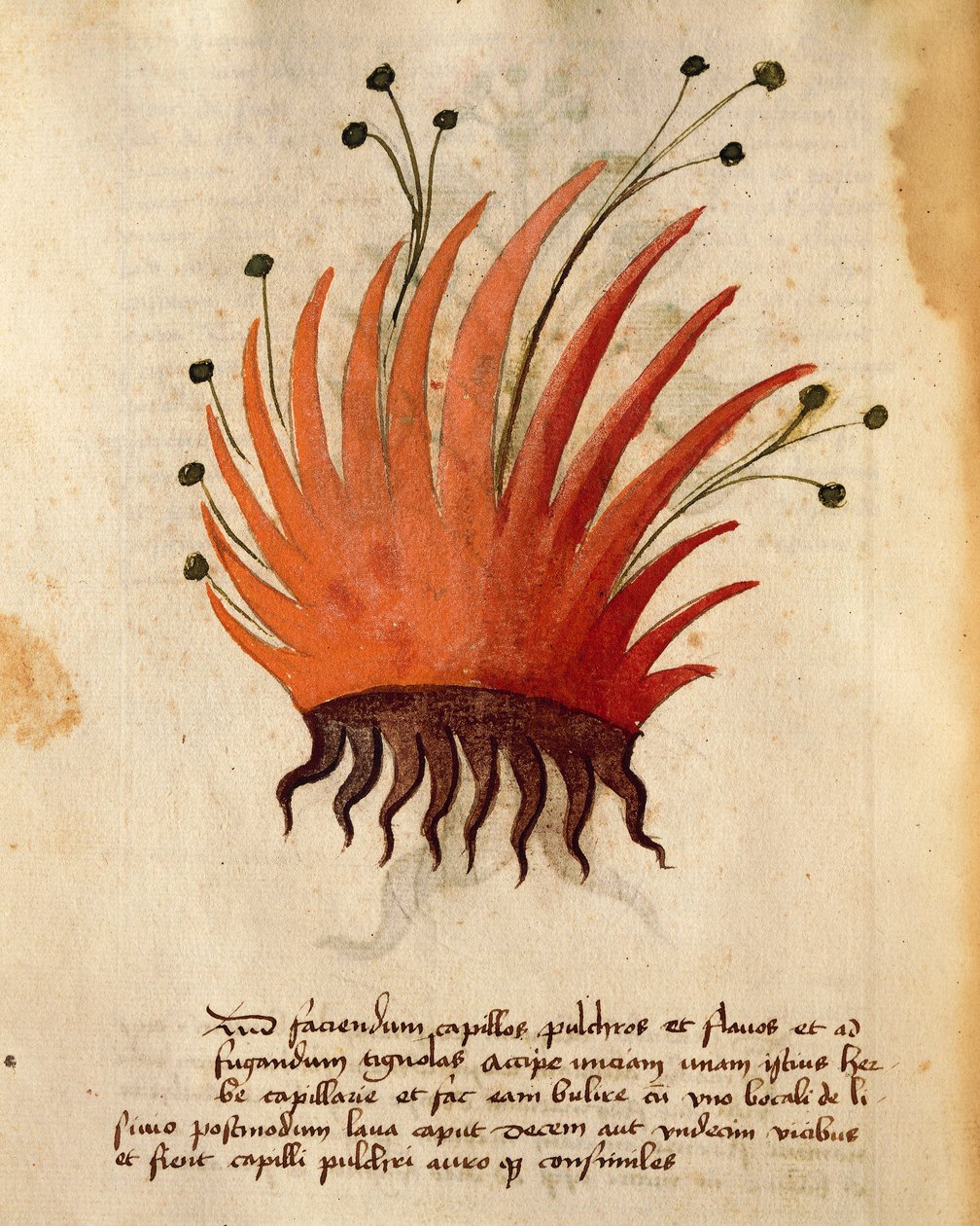 Herba Capillis da Italian School